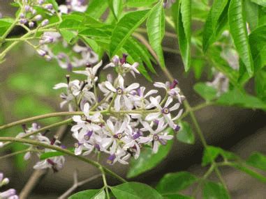 雪花福祿桐風水|【森樹打理】日本森樹種植方法、開花習性，森樹寓。